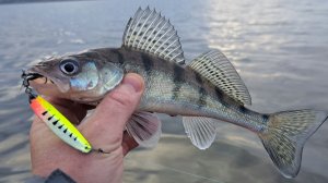 СЕКРЕТ ЛОВЛИ Судака и Берша В отвес с лодки. Осенняя рыбалка.