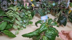 Обзор хой 1 часть 18-11-2025