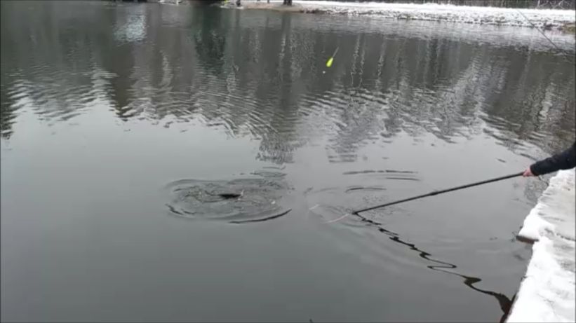 Форель продолжает держаться выше среднего горизонта. Клёвое место, Лосиный остров, нижний водоём. смотреть онлайн