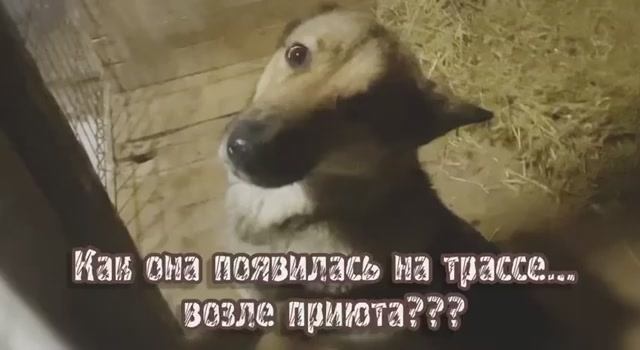 Как она появилась на трассе… возле приюта??? Приют для животных