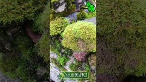 ЭТОТ МЯГКИЙ УБИЙЦА САДА и ОГОРОДА - НАШ ЛУЧШИЙ ПОМОЩНИК!  Зеленый пожиратель сада.