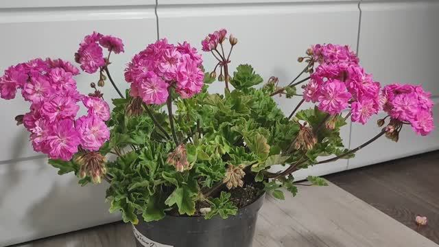 ЛЬЮ в ГЕРАНЬ ЗИМОЙ и даже слабый цветок вмиг ЗАЦВЕТЕТ, благоприятные условия для цветения герани смотреть онлайн