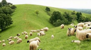 Power UP 1_What do animals give us?