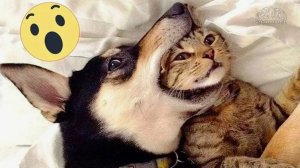 Засмеялся — проиграл 😅 Лучшие смешные видео с кошками и собаками Видео Приколы