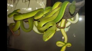 Аравийская песня ВАЛЕРИЙ ОБОДЗИНСКИЙ  @sinegorkargin