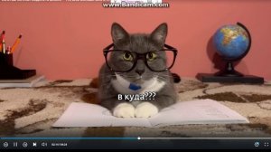 смторим kotiynet