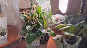 Пересадка аспидистры