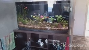 Мои аквариумы 17.11.2025г.