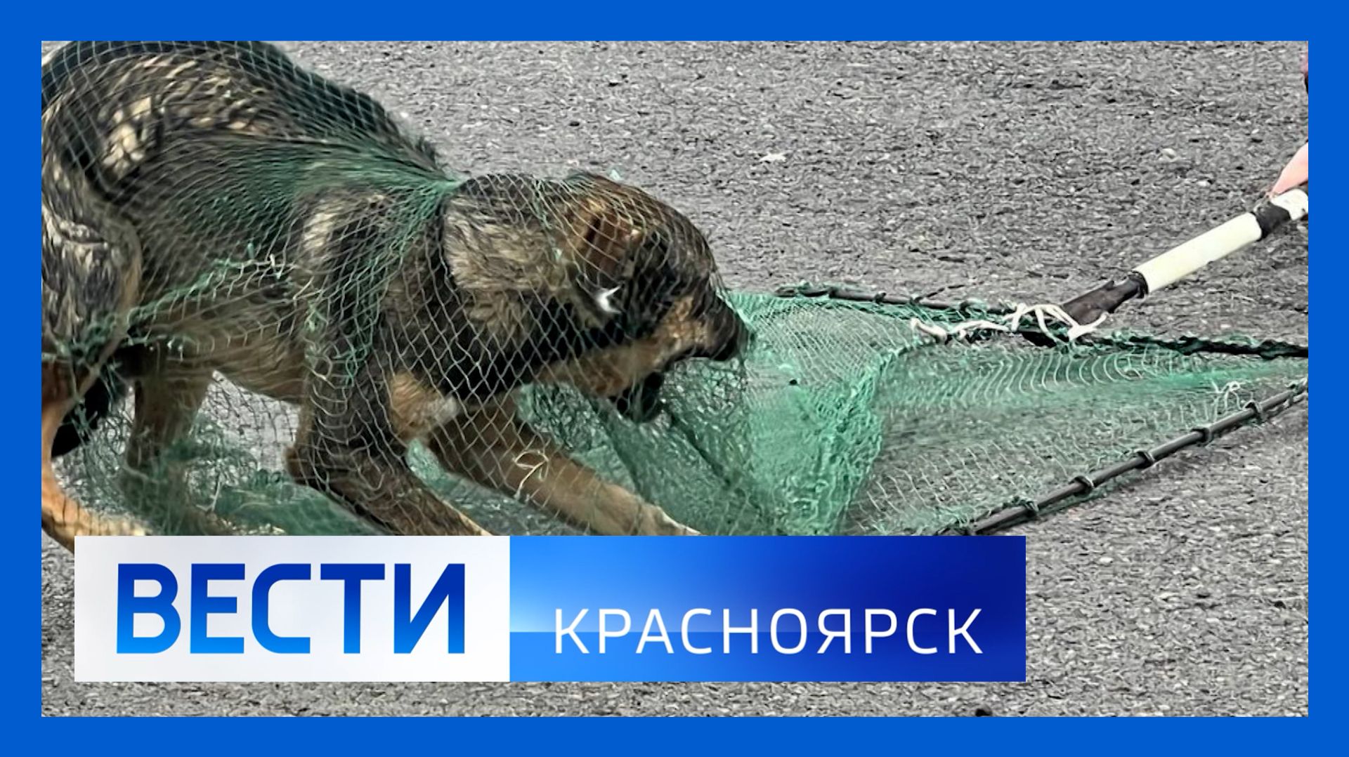 Вести. Красноярск от 17.11.2025 смотреть онлайн