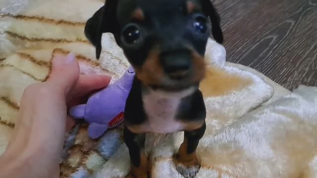 Как в нашем доме появились мои любимые девчата))) Сегодня им 2 года!!!🎉🎉🎉 смотреть онлайн