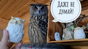 Сова филин Ёль пришла сохнуть в дом. Доброе утро от лося Степана. Кошка Морошка на страже