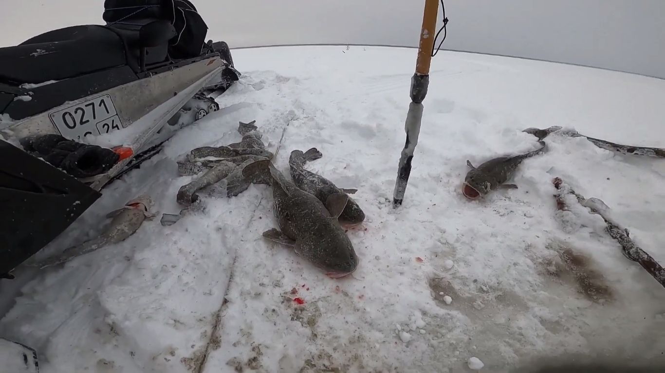 Рыбалка на налима, к чёрной дыре спешим. 22 смотреть онлайн