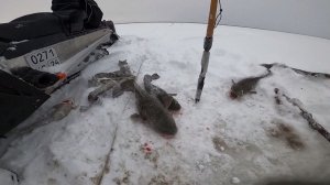 Рыбалка на налима, к чёрной дыре спешим. 22