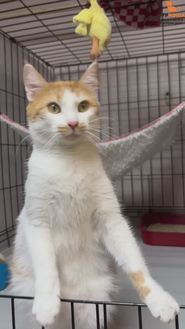 Гугуся ждёт вас в приюте #Муркоша смотреть онлайн