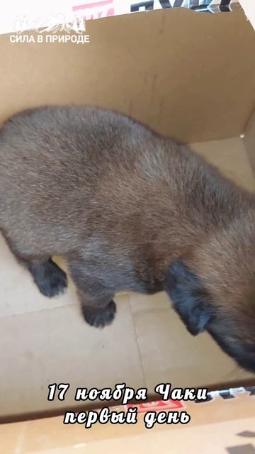 Он больше не бездомный. Он наш ❤️ смотреть онлайн