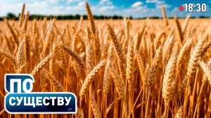 Хватит ли урожая 2025 года белорусам? | Итоги агросезона | По существу