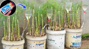 Метод выращивания спаржи в домашних условиях  - с каждого растения вырастает 500 стеблей