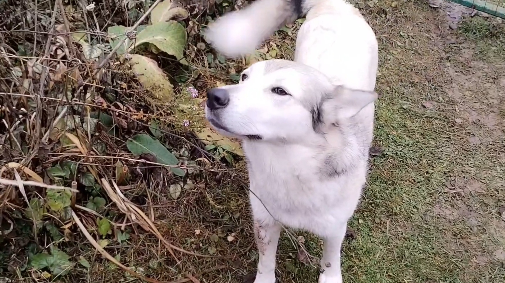 Был обед и нет обеда🐺10-11-2025 смотреть онлайн