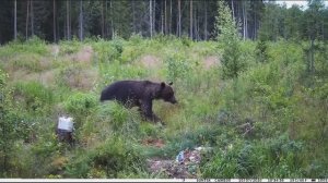 Дикие животные в природе.Черный медведь в лесу