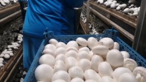 сбор грибов на производстве грибов шампиньонов..