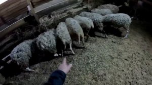 Опять проблемы ... Продаю баранов . ХУТОР В ЛЕСУ №859