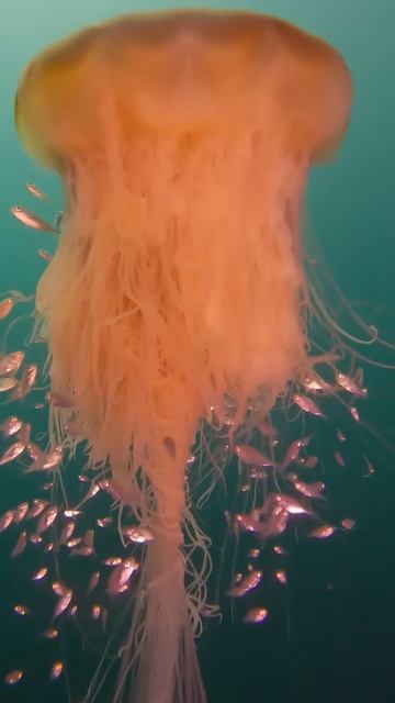 Fredo de Gaultier - At Depth #ocean #depth #water #sea #animals #artfilter #styleframe #vjloops смотреть онлайн