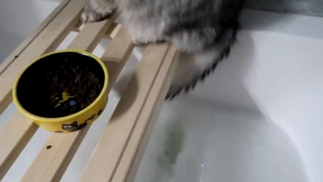 КОШАЧЬЯ ИСТОРИЯ УЖАСОВ 1 СЕРИЯ | НЕУДАЧНОЕ СВИДАНИЕ смотреть онлайн