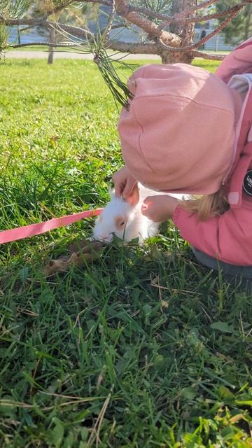 Встретили кролика на прогулке