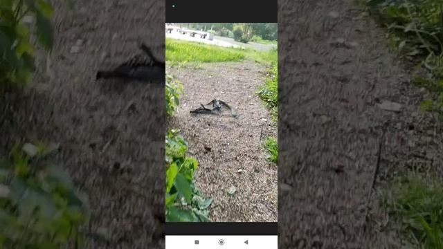 ТУНГ ТУНГ САХУР ЧАСТЬ 4