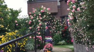 сад🐝🐝🐝🌹🌹🌹