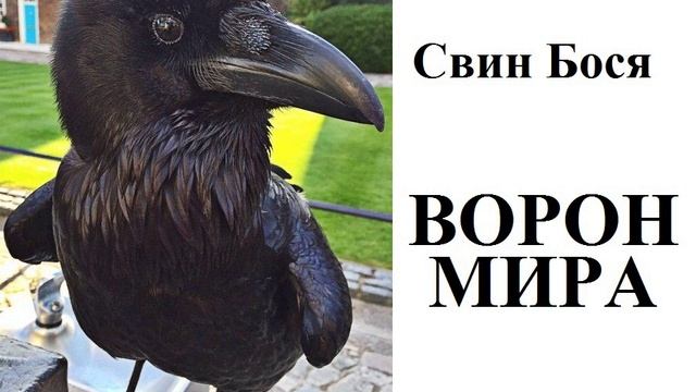 Свин Бося . ВОРОН МИРА смотреть онлайн