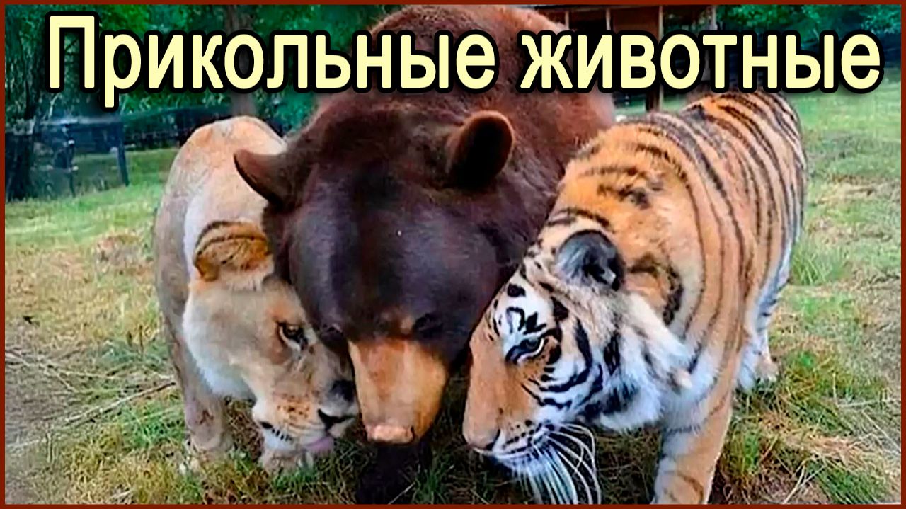 Прикольные животные