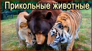 Прикольные животные