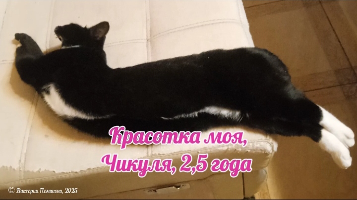 Красотка моя, любимая кошечка Чикуля, 2,5 года смотреть онлайн