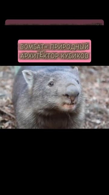 Вомбат
