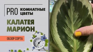 Калатея Марион. Обзор сорта. Теневыносливое и тенелюбивое комнатное растение.