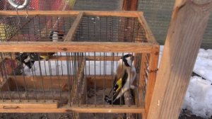 Ловля трофейного щегла.