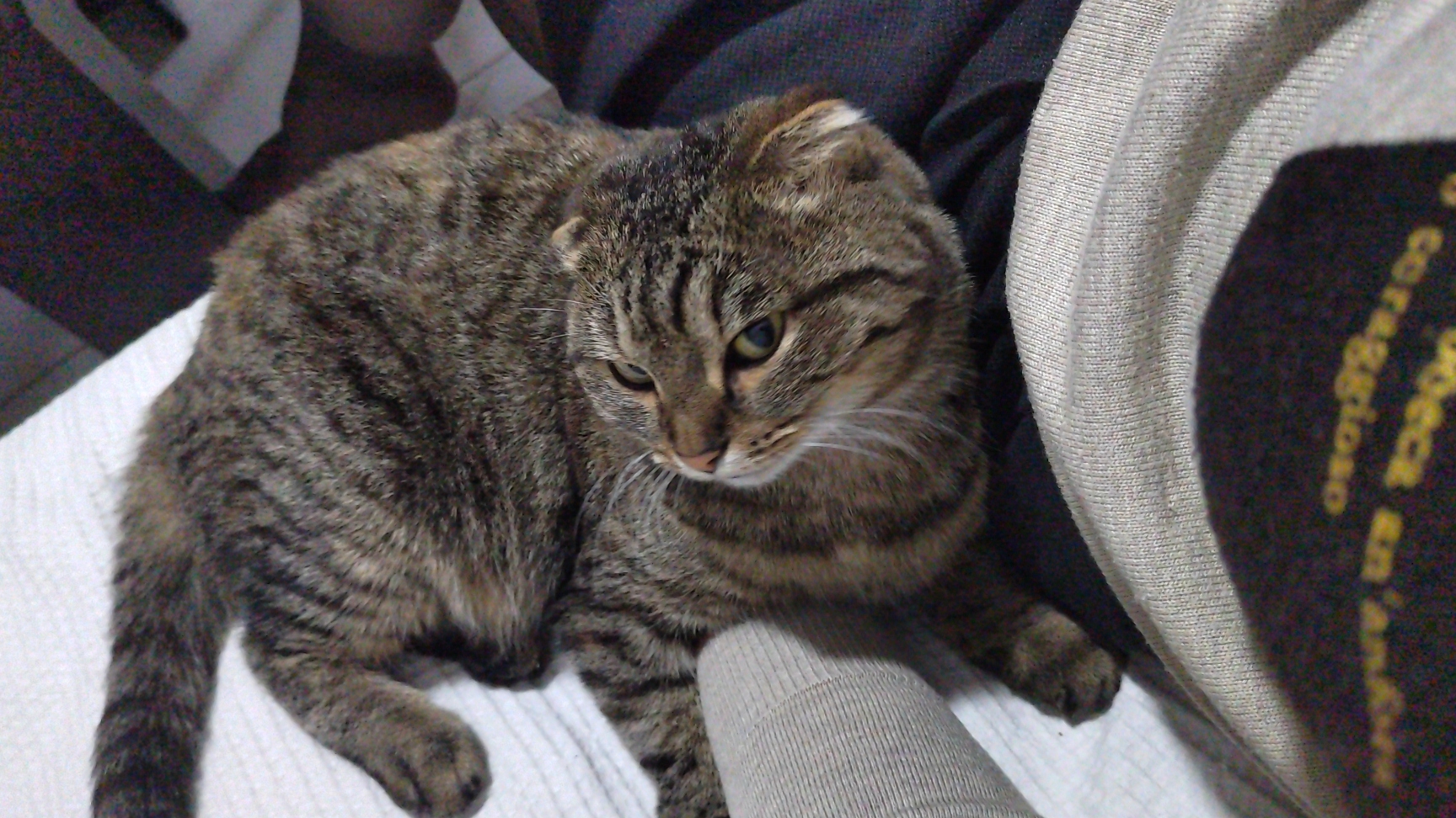 Кот лизун смотреть онлайн