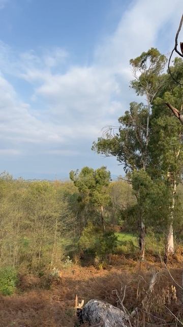 Дом под эвкалиптами в 10 минутах от моря