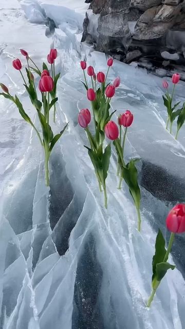 Fredo de Gaultier - Passion and Pain, Pt.4 #Russia #flowers #ice смотреть онлайн