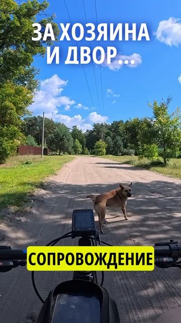 #собака #угроза #dog #vs #cycling #mtb #xd #lol #omg #shorts #4k #top #bicycle #рекомендации #viral