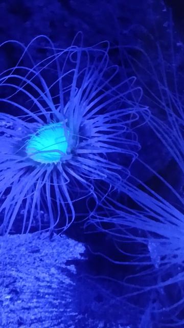 морская красавица смотреть онлайн