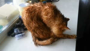 Из-под дождя