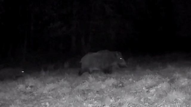 Кабанчики фото ловушка смотреть онлайн