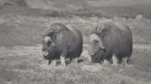 Дикие Животные. Животное Овцебык во время гона.