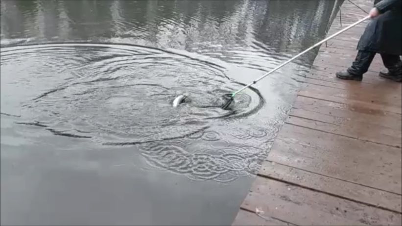 Перестаёт идти дождь, начинаются поклёвки форели. Клёвое место, Лосиный остров, нижний водоём. смотреть онлайн