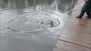 Перестаёт идти дождь, начинаются поклёвки форели. Клёвое место, Лосиный остров, нижний водоём.