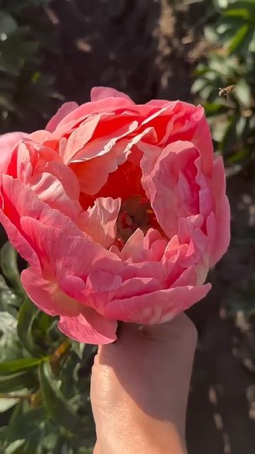 Fredo de Gaultier - Thunder Cliff #nature #music #flowers #frdg смотреть онлайн