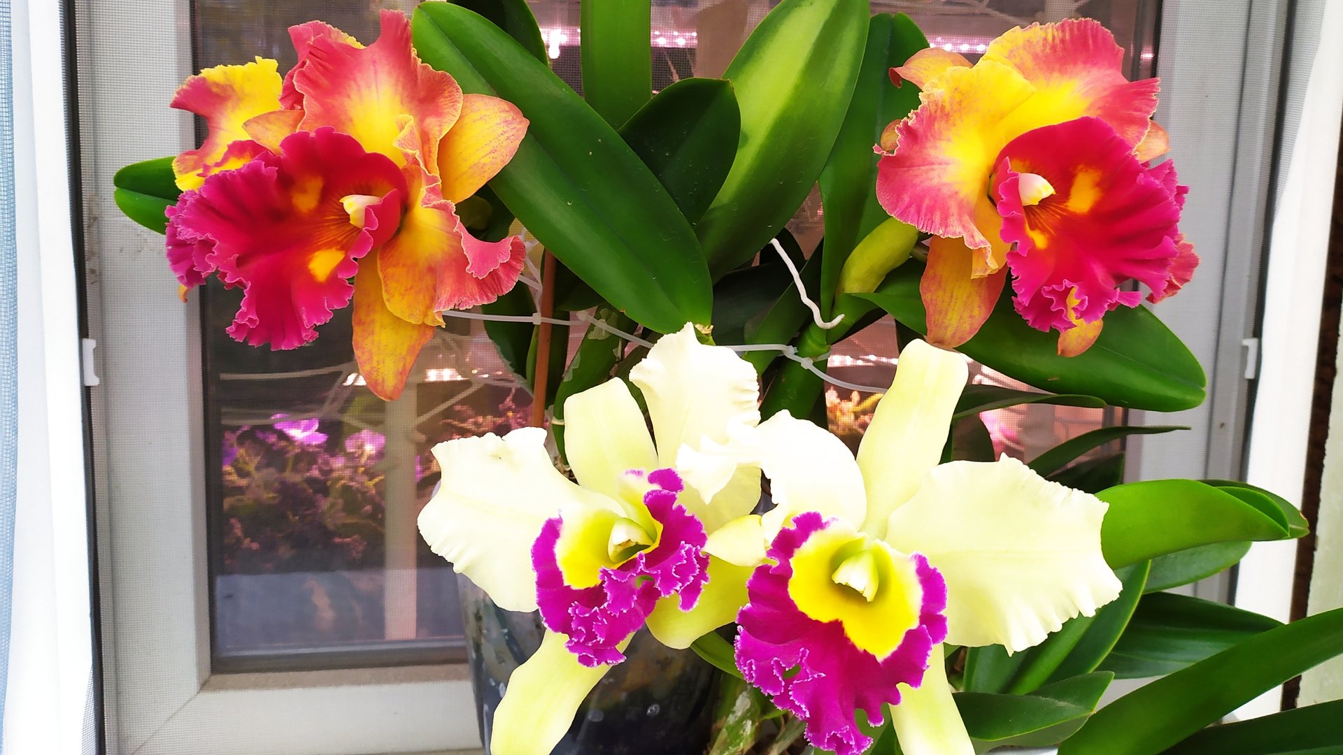 Домашние цветение орхидей. Ароматные орхидеи. Каттлеи и Ринхостилис. смотреть онлайн