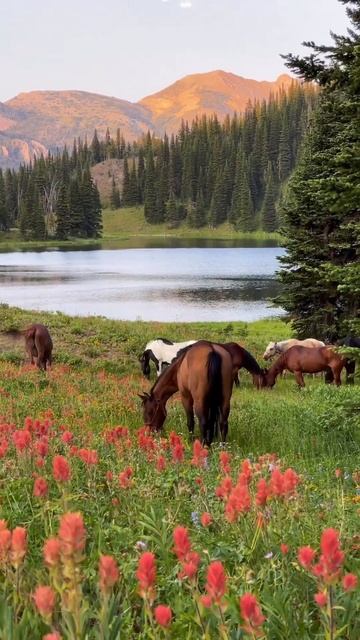 Fredo de Gaultier - Microworld #animals #flowers #forest #sunset #mountains #peace #outdoors #relax смотреть онлайн